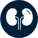 Kidney Icon